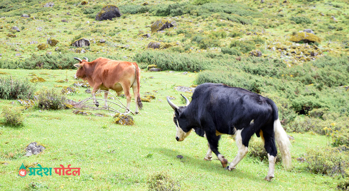 Sodu pokhari-taplejung-pradeshportal (7)