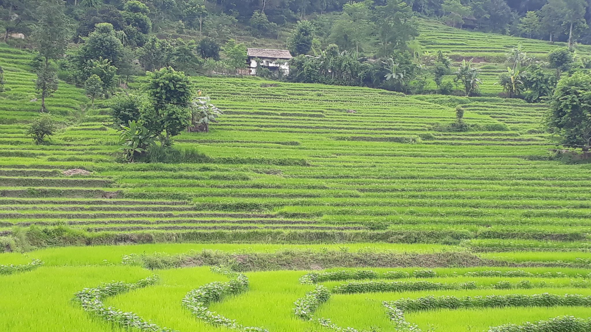 dhanbari dhankuta mahalxmi leguwa  (11)