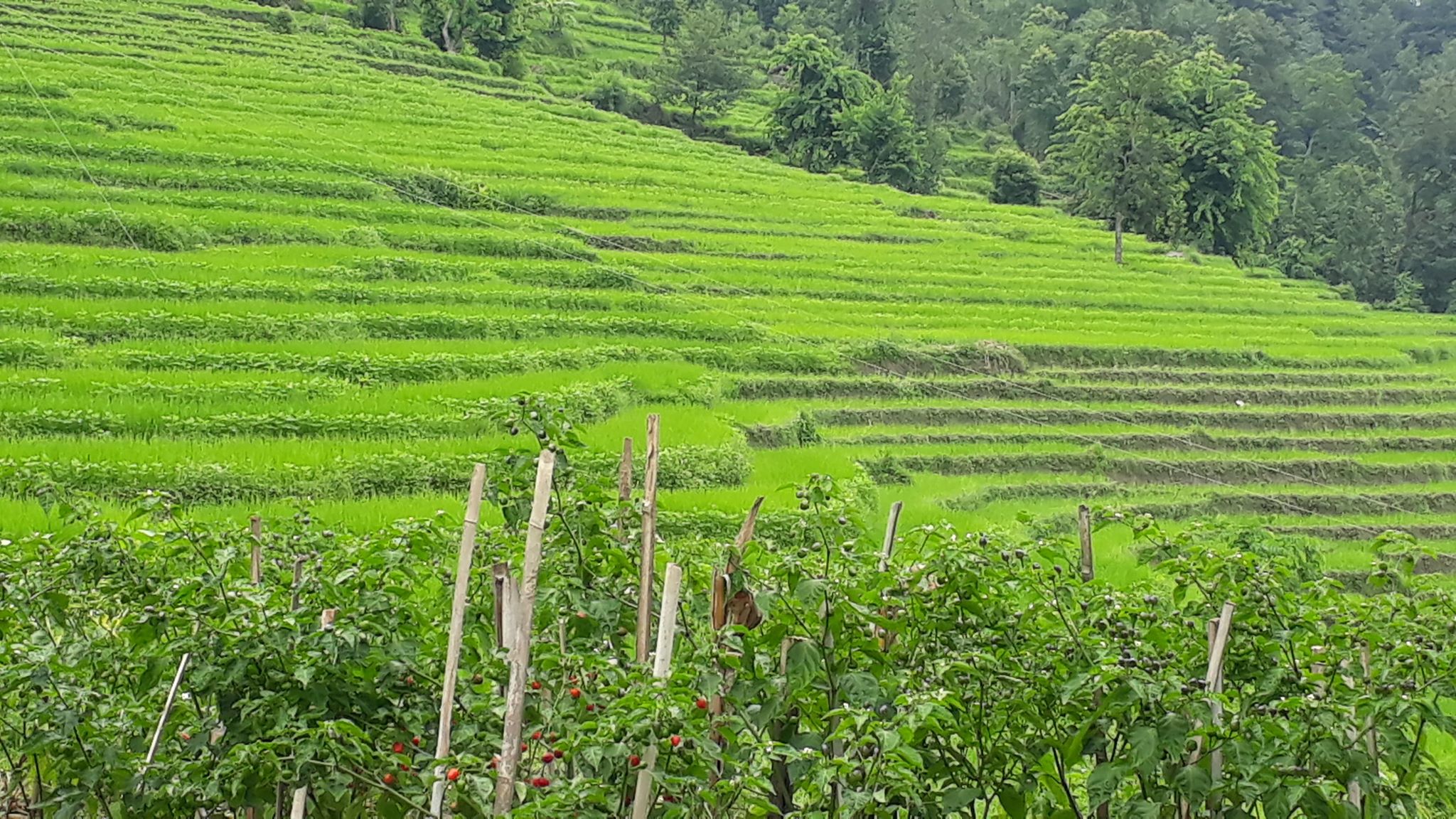 dhanbari dhankuta mahalxmi leguwa  (3)