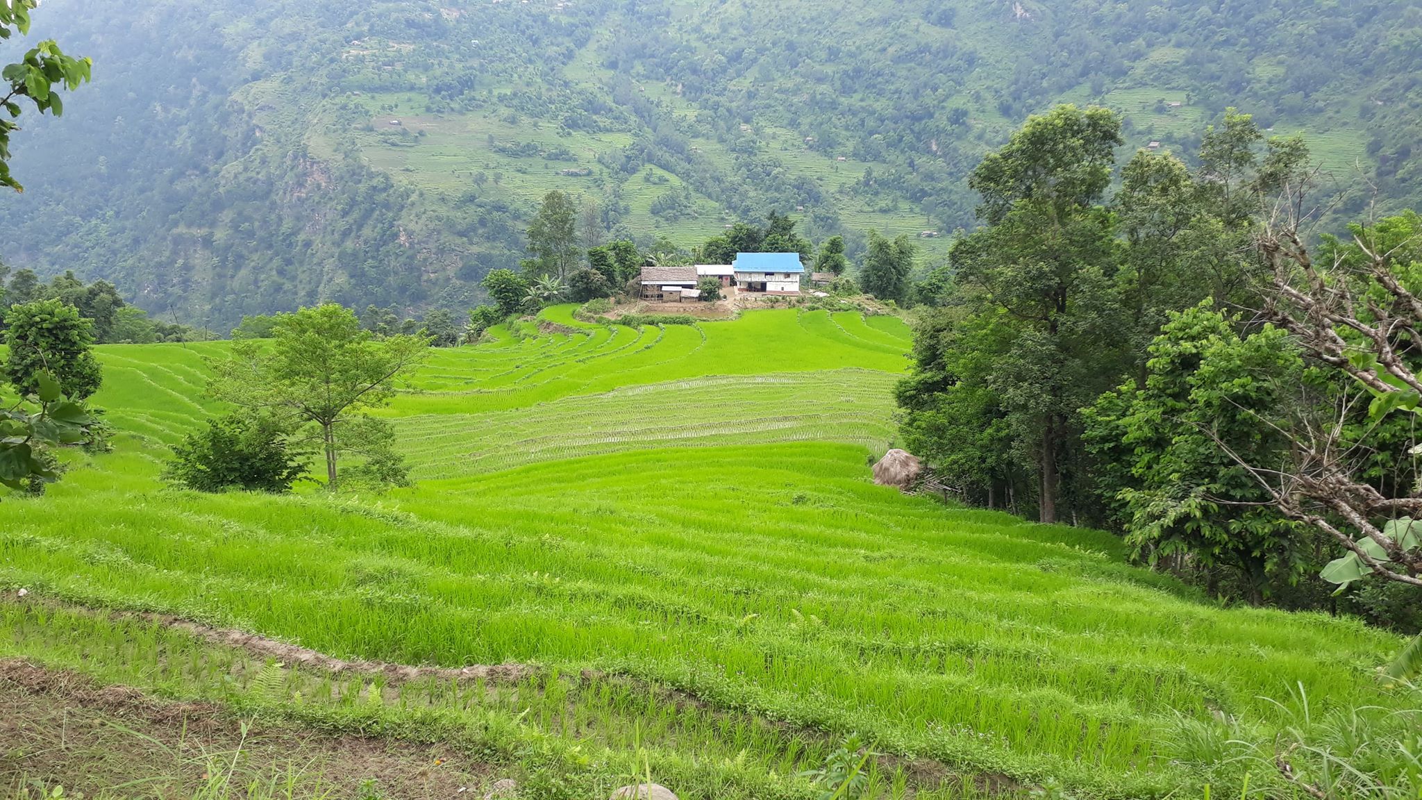 dhanbari dhankuta mahalxmi leguwa  (7)