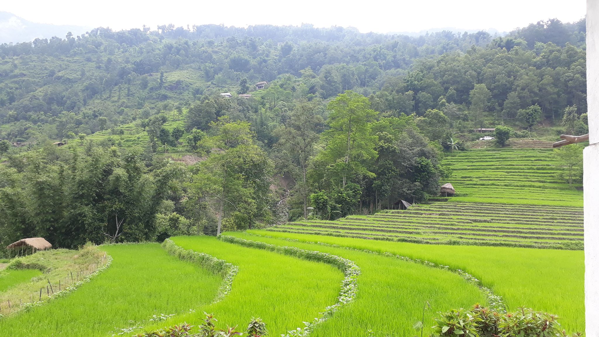 dhanbari dhankuta mahalxmi leguwa  (8)