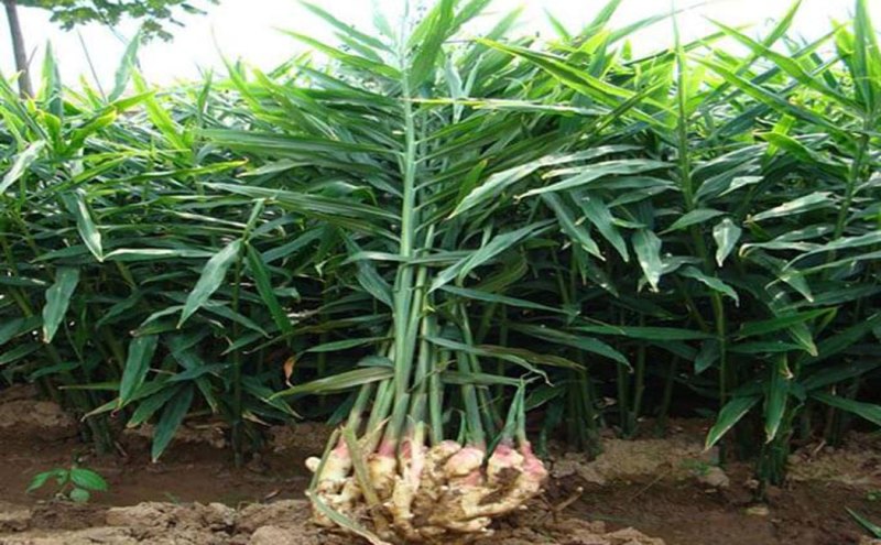 Ginger-aduwa