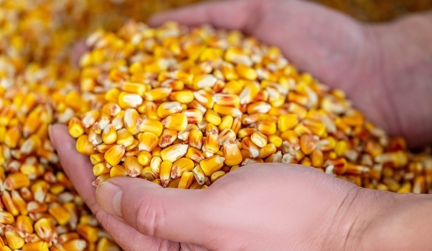 906579390Corn-Seed-b
