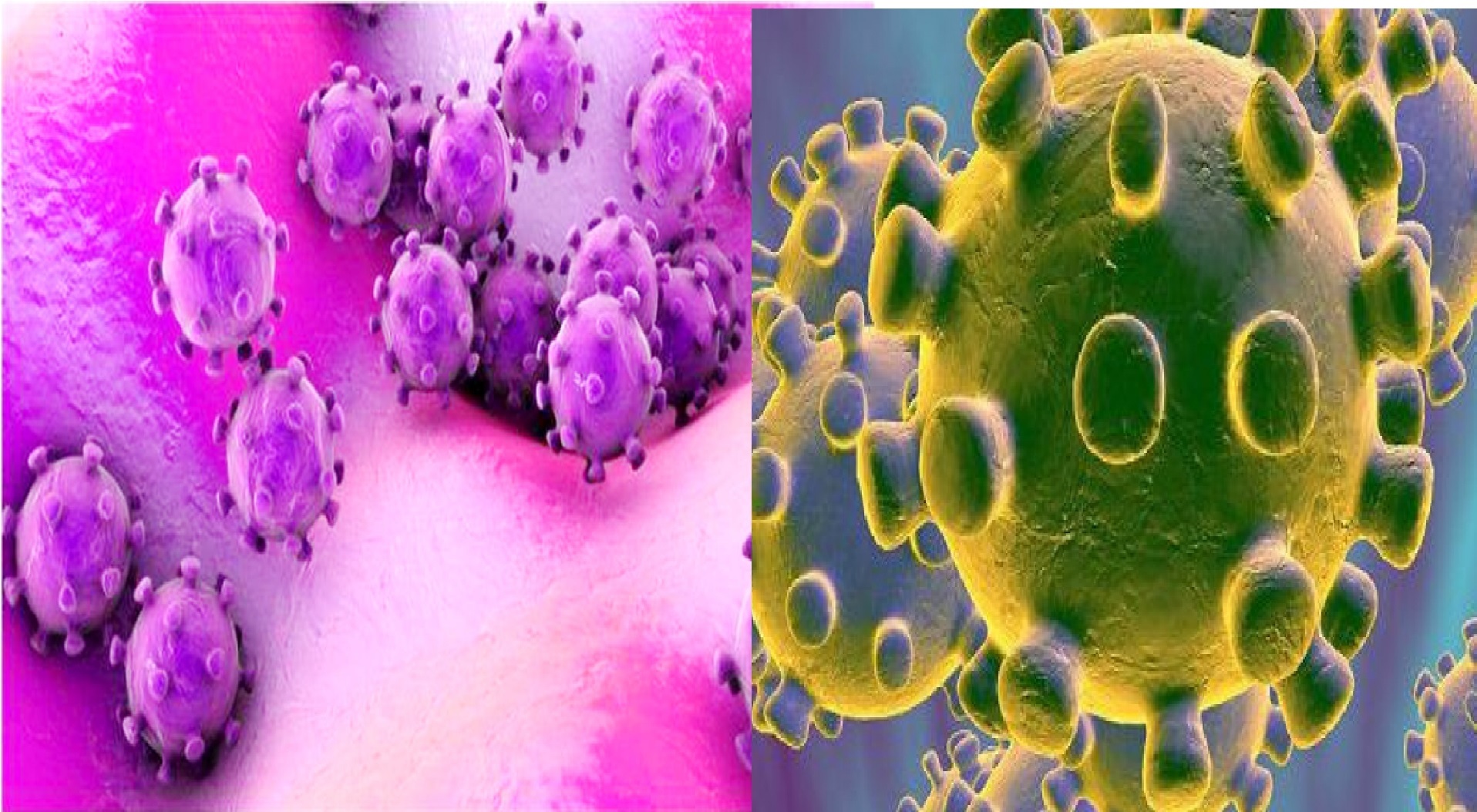 korona_virus