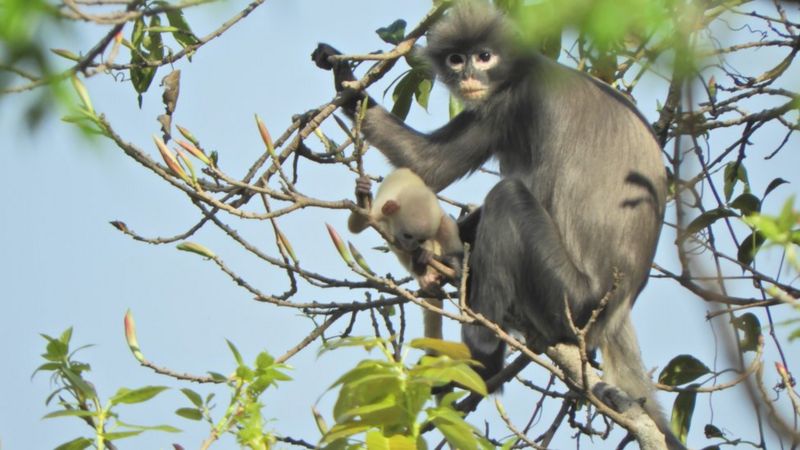 popa langur1