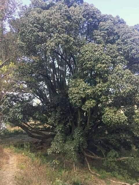 dhankuta10