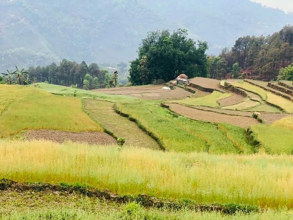 dhankuta12