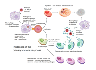 immune-system-role