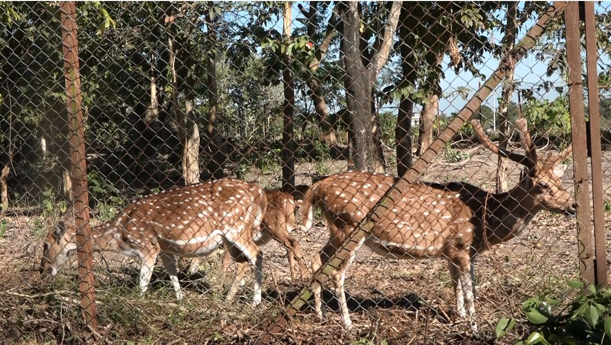 protected-animal-in-talatalaiya