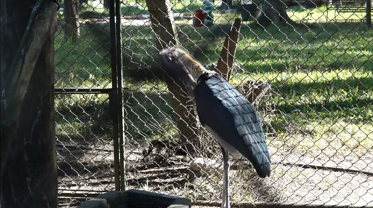 protected-birds-in-talatalaiya