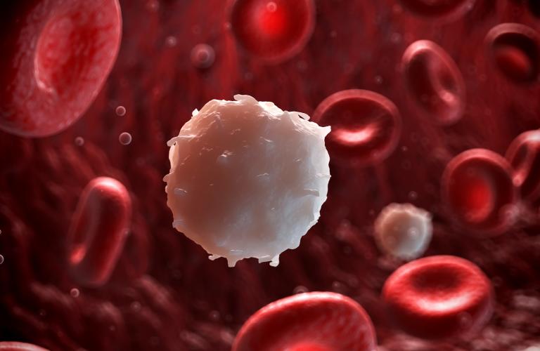 white-blood-cell