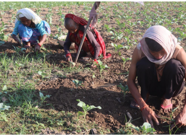 Vegetable farming flourishing in Naya Basti