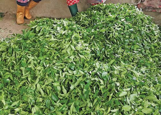 इलामको चिया चीनमा उत्कृष्ट,निर्यातको सम्भावना बढ्यो