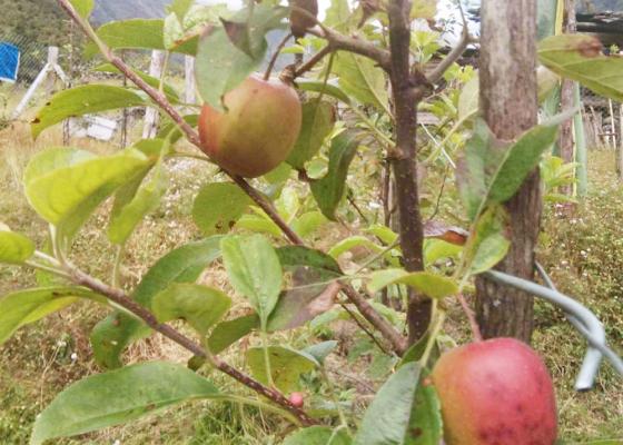 हिमाली क्षेत्र घुन्सामा फल्न थाल्यो स्याउ