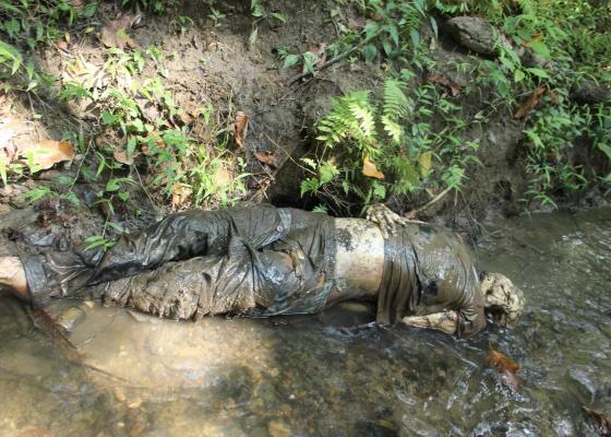 मोरङको पथरी जंगलमा सडिएको शब भेटियो, पहिचान गर्न प्रहरीको अपिल