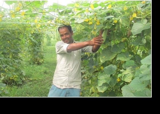काँक्रो खेतीबाट मनग्य आम्दानी
