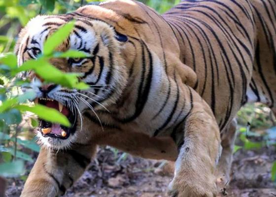 चितवनमा मान्छे खाएको  बाघलाई बर्दिया सारियो