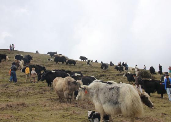 पाँचथरको फालेलुङमा चौंरी महोत्सवः  थरीथरीका चौंरी हेर्दै रमाए पर्यटक
