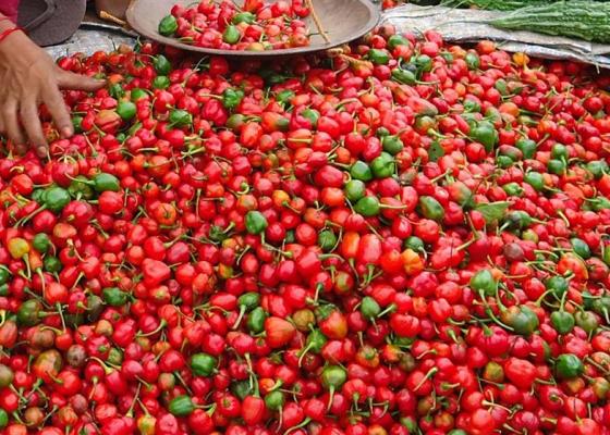खोटाङको दिक्तेल बजारमा अकबरे खुर्सानीको मूल्य प्रतिकिलो एक हजार   !
