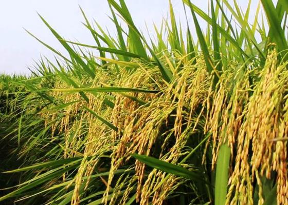झापाका कृषकले पाएनन् चैते धानको समर्थन मूल्य