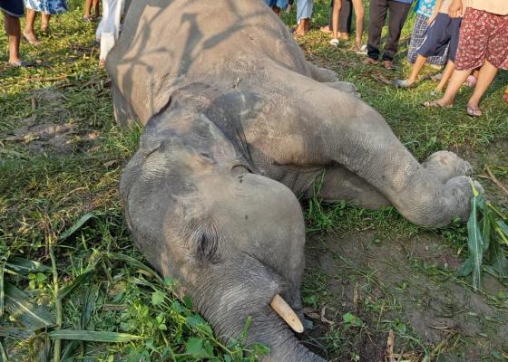 कोशीमा हात्तीको आक्रमण बढ्दो, बिद्युतीय धरापमा परी दुई हात्तीको ज्यान गयो