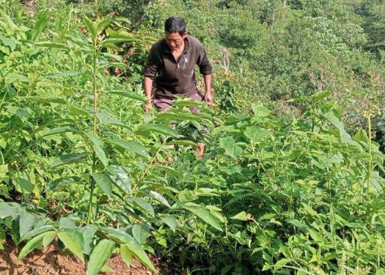 हरित क्रान्तिमा तेह्रथुमका किसान