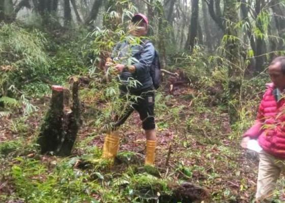 भोजपुरमा लोपोन्मुख ‘रेड पान्डा’को संरक्षण गर्न क्यामेरा जडान