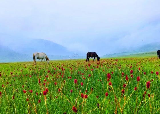 ढोरपाटनमा वनफूलको सौन्दर्यले तानिए पर्यटक