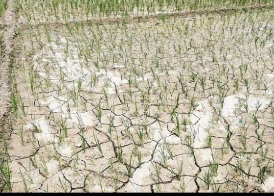 असारे खडेरीले रोपाइँ नहुँदा झापाका किसान चिन्तित