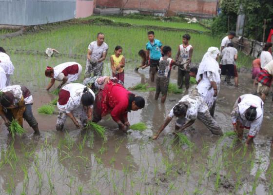 किन घट्यो पूर्वमा धान रोपाइँ ?