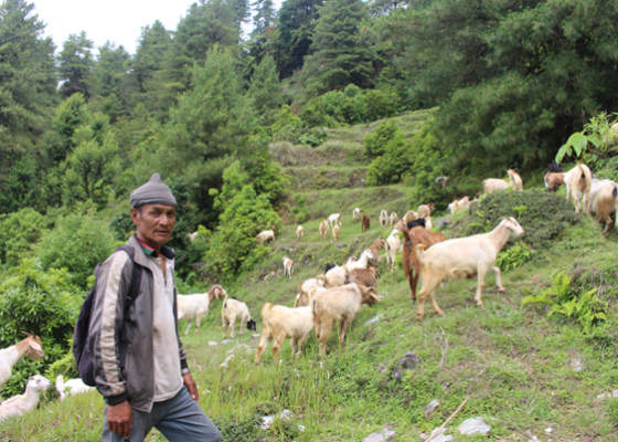  वैदेशिक रोजगारबाट फर्किएर सुरु गरेको बाख्रा पालनबाट आत्मनिर्भर 