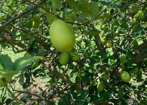 कागतीले उचित बजार नपाउँदा झापका किसान मारमा