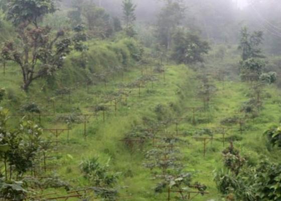भोजपुर श्यामशिलाका अधिकांश किसान किवीखेतीमा