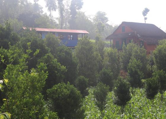 व्यावसायिक सुन्तला खेतीमा जुट्दै भोजपुर पालुवाका किसान