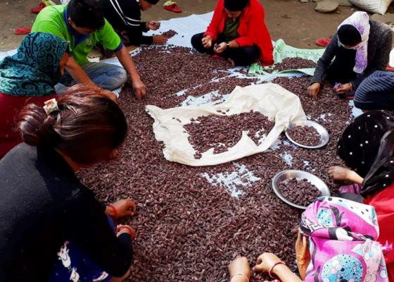 कोशीबाट अलैँचीको निर्यात ६० प्रतिशतले बढ्यो