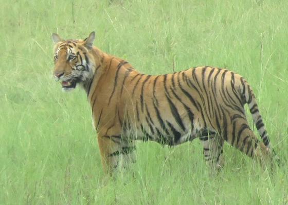 पुस १ गतेदेखि बाघ गणना गरिने