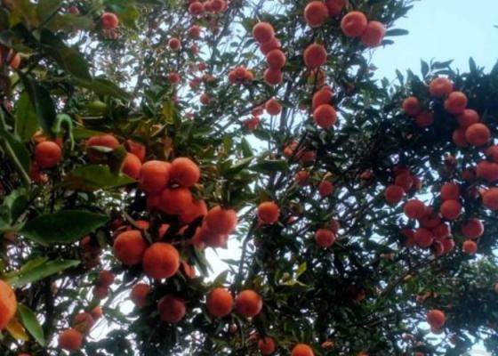 सुन्तला खेतीले फेरिँदै भोजपुरका किसानको जीवनस्तर