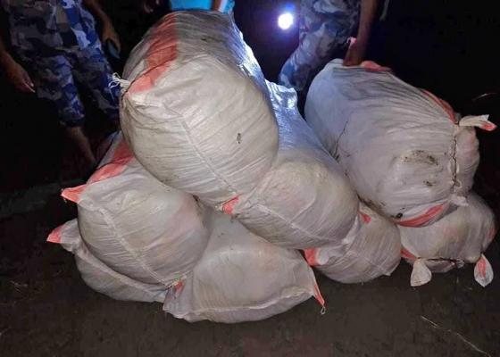 रंगेलीमा डुम्रीको रुखमुनि लुकाइएको ९ सय २१ किलो गाँजा बरामद