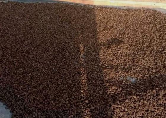 अलैंचीले राम्रो मुल्यपाएपछि भोजपुरका किसान उत्साहित