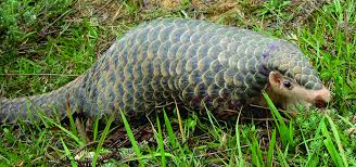 खोटाङमा भेटियो सङ्कटापन्न सूचीमा रहेको कालोसालक