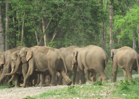 जङ्गली हात्ती गाउँमा पस्दा झापाका तीन घरमा क्षति