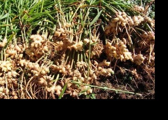 भोजपुरको हतुवागढी खैराङमा अदुवा खेती विस्तार