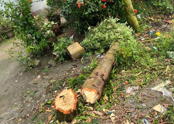 बेलबारीमा सरसफाइका नाममा करिब २ सय अशोकका रूख काटिएको आरोप